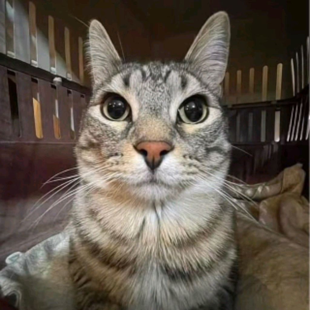 Иконка канала МИСТЕР КОТ