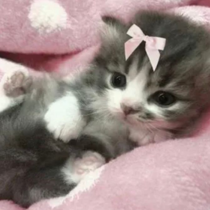 Иконка канала 🍫Милка🍪