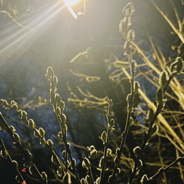 Иконка канала reverie перезалив