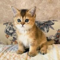 Иконка канала Котята Золотистая Шиншила Челябинск