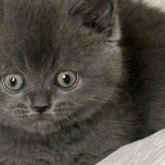 Иконка канала Шлёпа Шлёпович