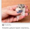 Иконка канала Кира 🐶  🐱🐭🐹🐤