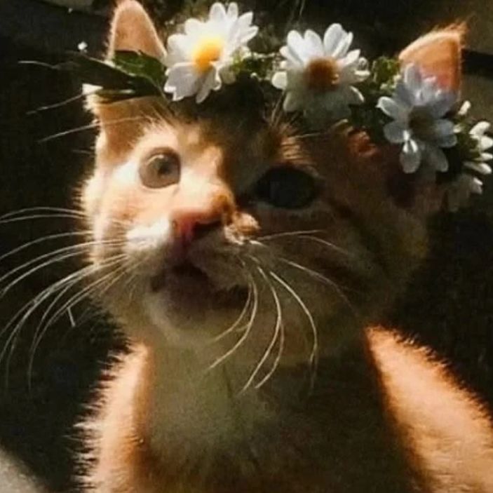 Иконка канала Кира  бам бони