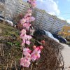 Иконка канала 💗🌸👑Кисуля Black стор👑🌸💗