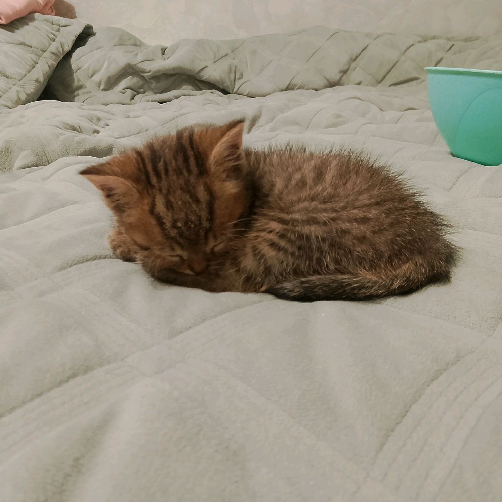 Иконка канала Kitty cat