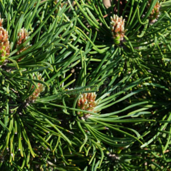 Иконка канала Хвоя я и Варя