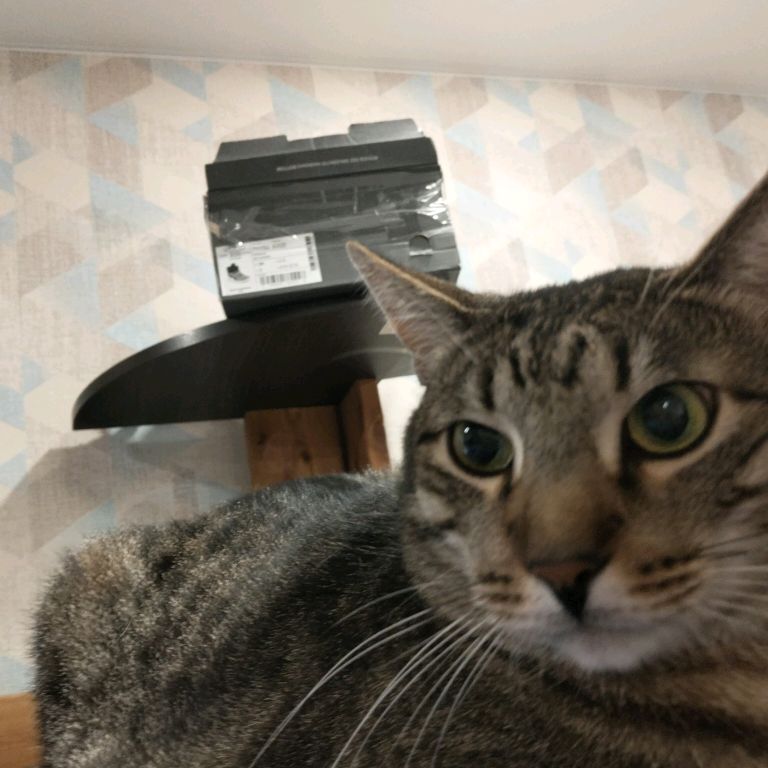 Аватар автора