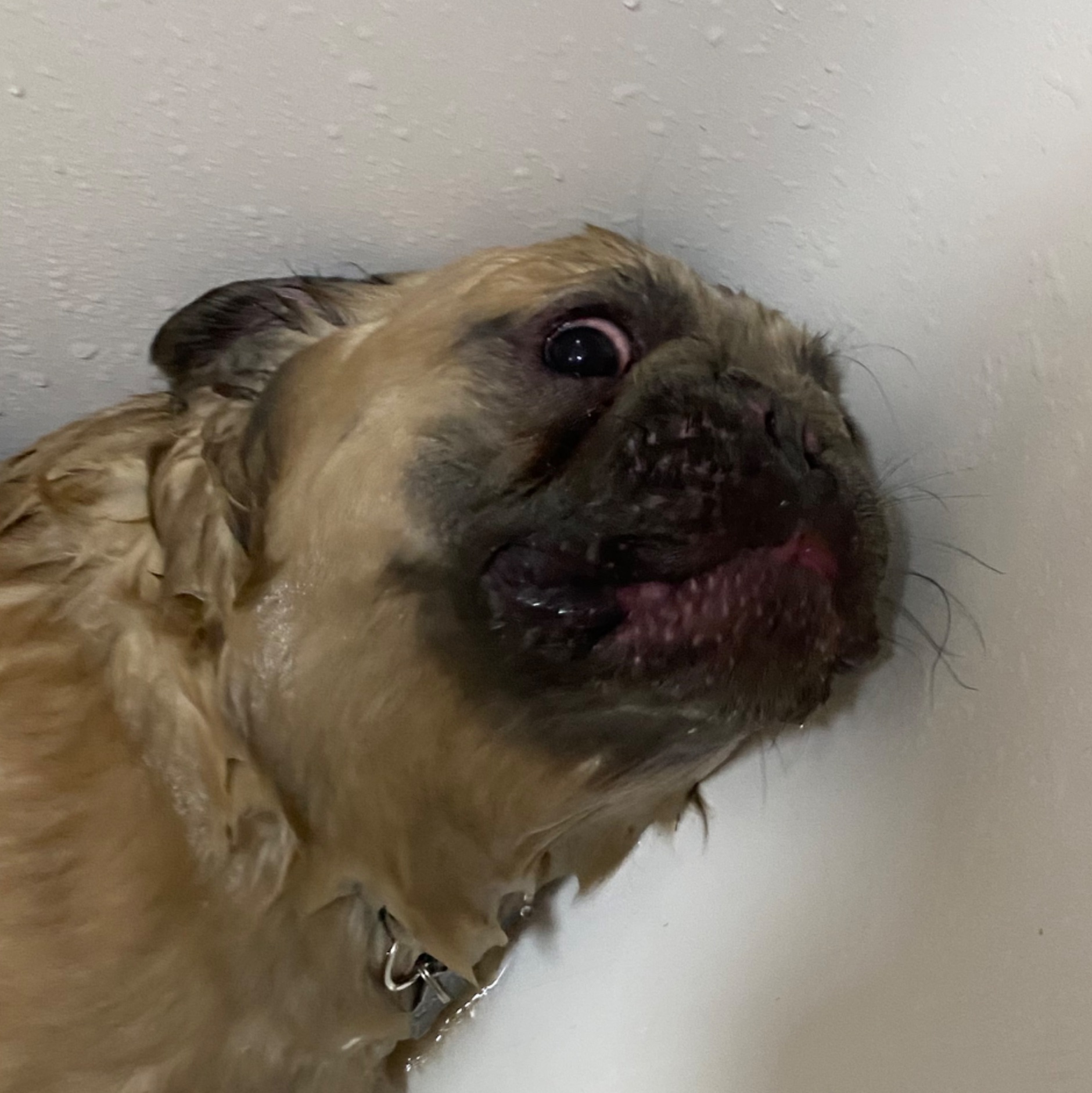 Иконка канала Chukka