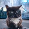 Иконка канала Чмоня Гд