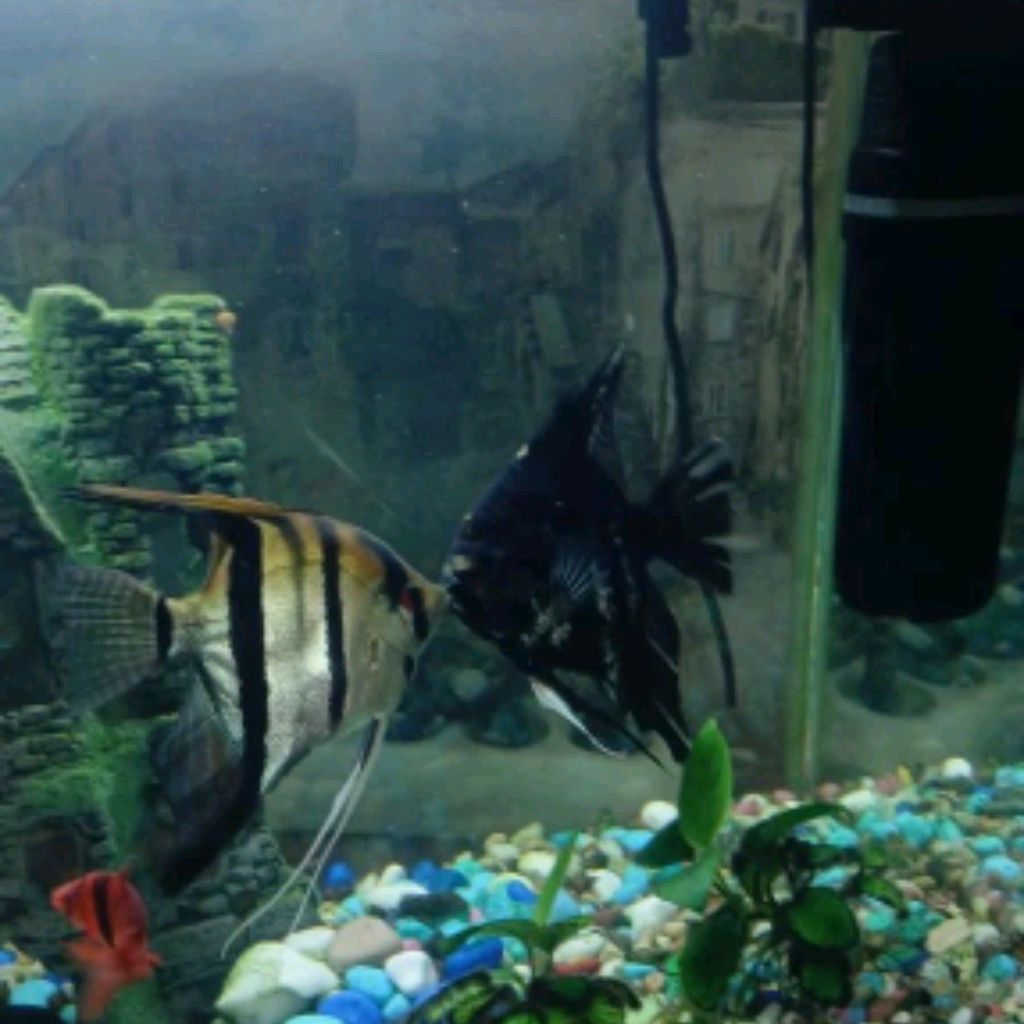 Иконка канала Подводный Мир Буба Поппи