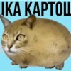 Иконка канала Кошка Картошка