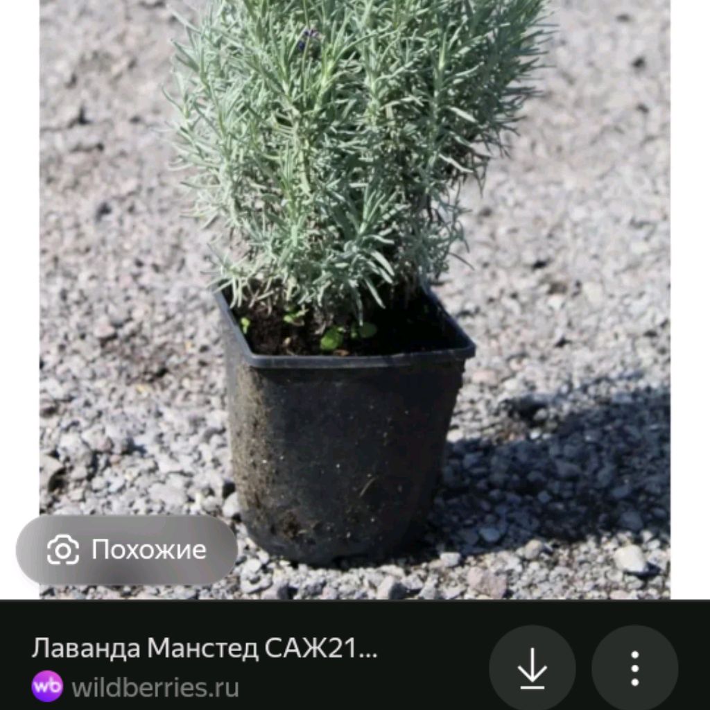 Иконка канала Лавандовое Безумие