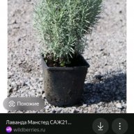 Иконка канала Лавандовое Безумие