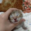 Иконка канала Тимурка Артурка