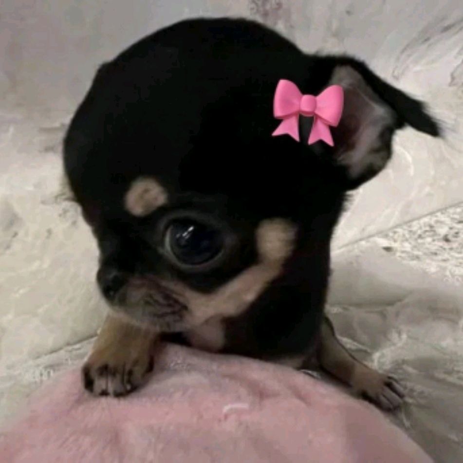 Иконка канала ⋆᥉ᥲ᥉hⲙιk⋆✓