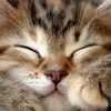 Иконка канала Котик Мен 😺 467к