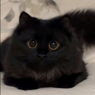 Иконка канала Black kitty