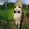 Иконка канала meowl