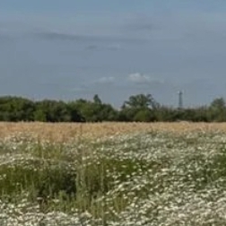 Иконка канала 🎨Софа (возможно уйдёт)🥞