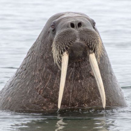 Иконка канала V.V