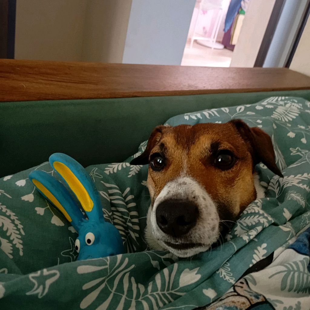 Иконка канала HellolDog76251260