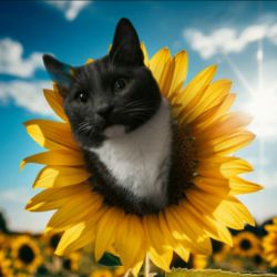 Иконка канала Defeat the cat