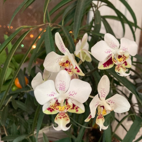 Иконка канала Тропики дома/витражи