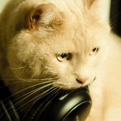 Иконка канала шелпик