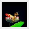 Иконка канала Mantis
