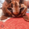 Иконка канала Шлёпа Кот и Хитро ус 🇷🇺