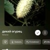 Иконка канала Ты кто Вообще такой я дикий огурец