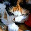 Иконка канала Страна Котов
