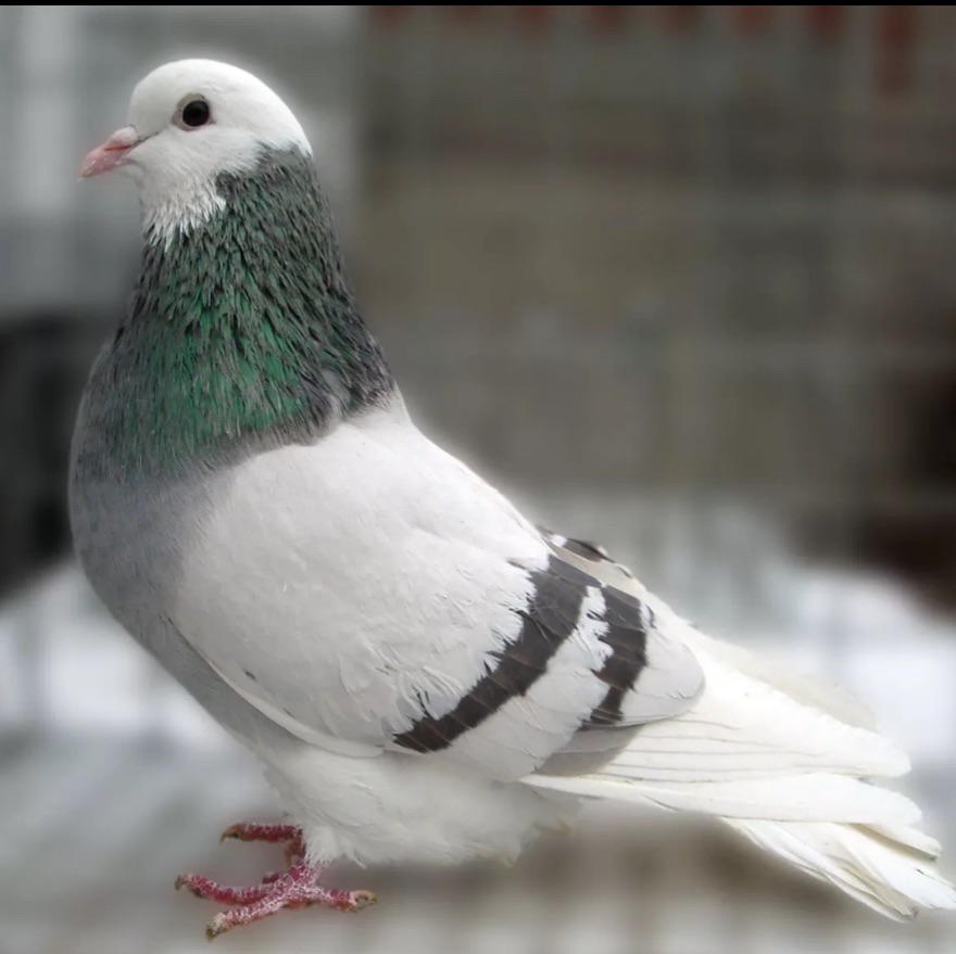 Иконка канала Голуби Ульяновской области 🕊️