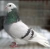 Иконка канала Голуби Ульяновской области 🕊️