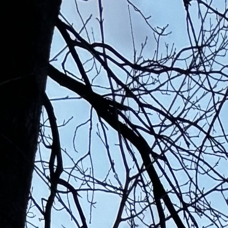 Иконка канала Vesna