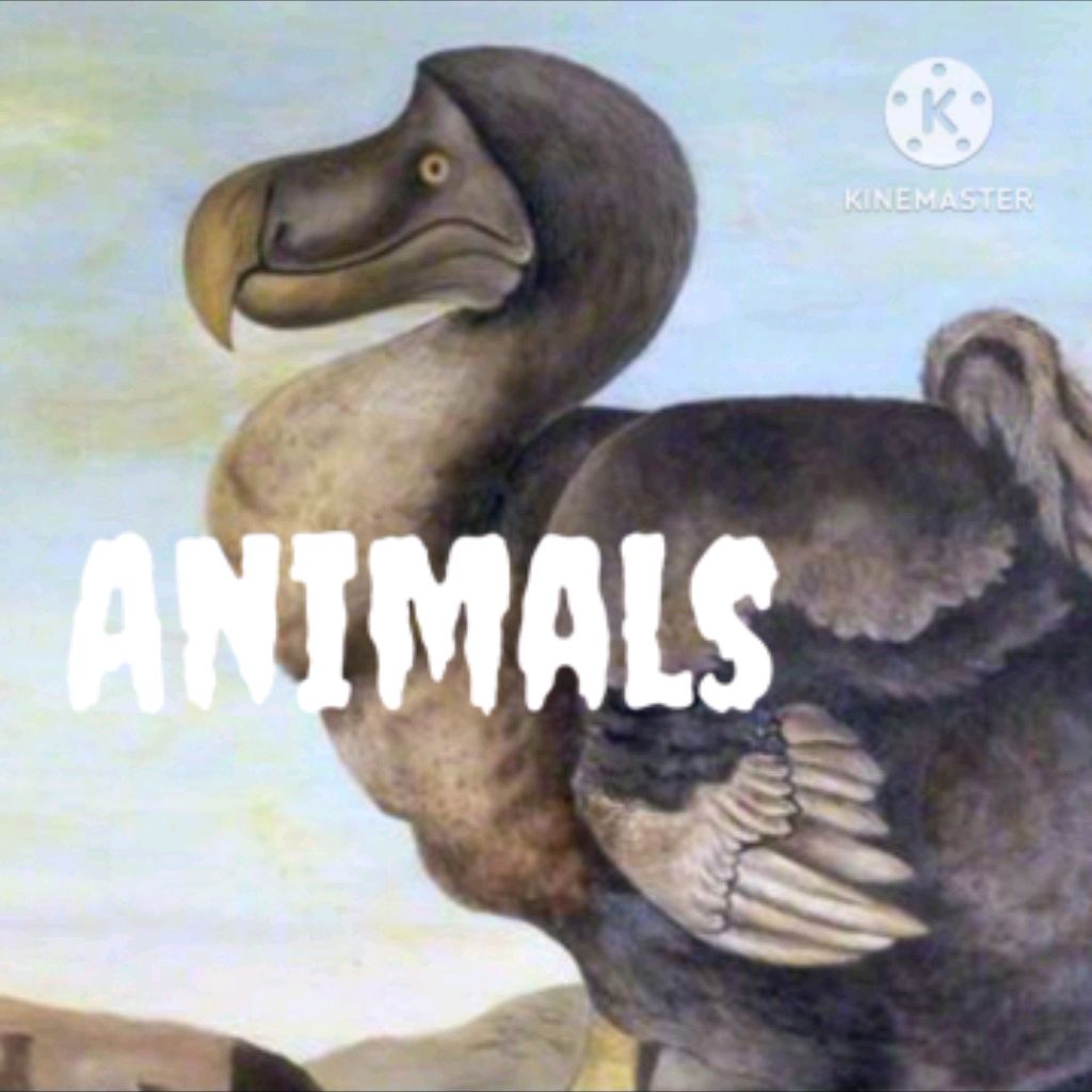 Иконка канала Official Animals