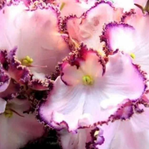 Иконка канала Цветочная коллекция | Фиалки