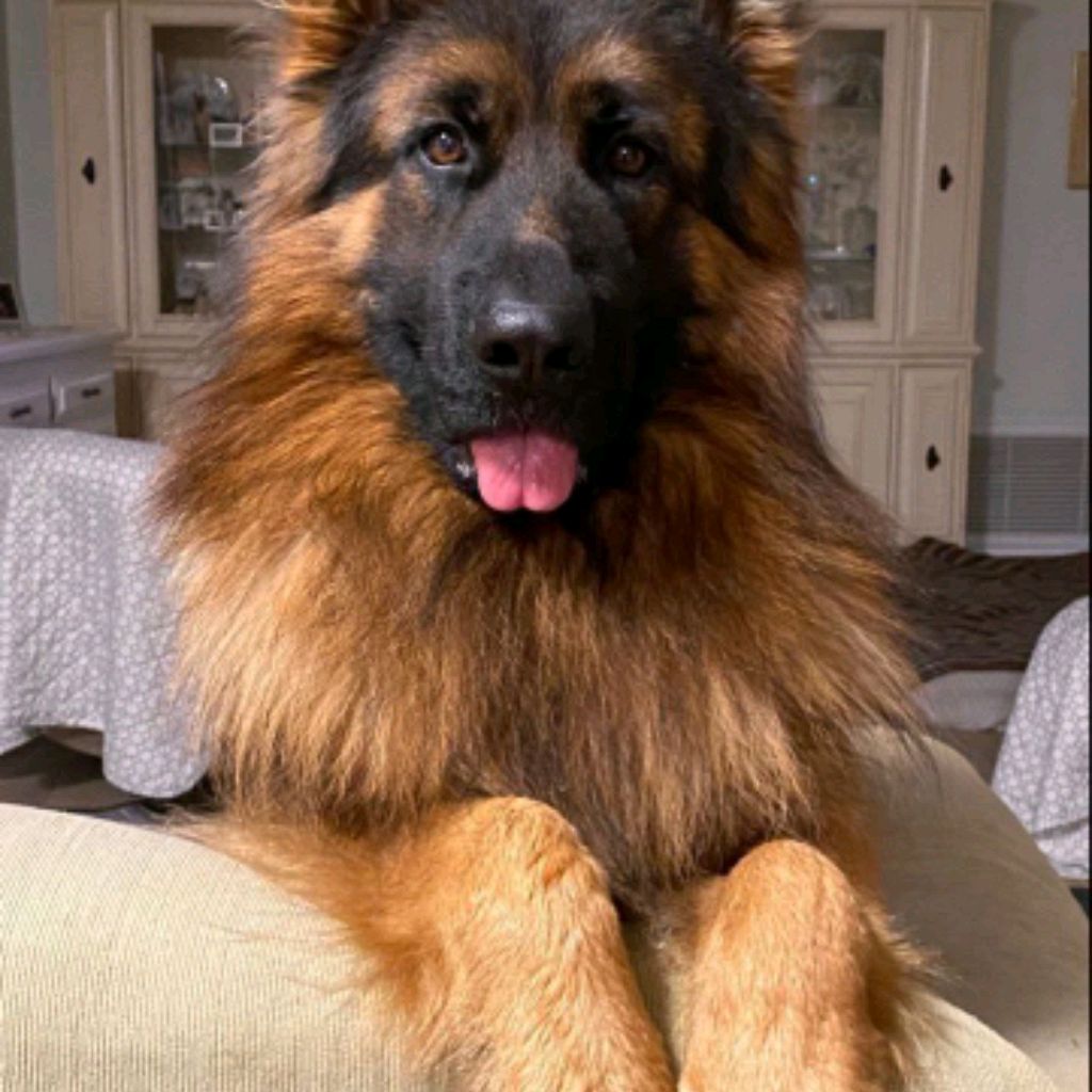 Иконка канала 🌼Betty_dog🌼