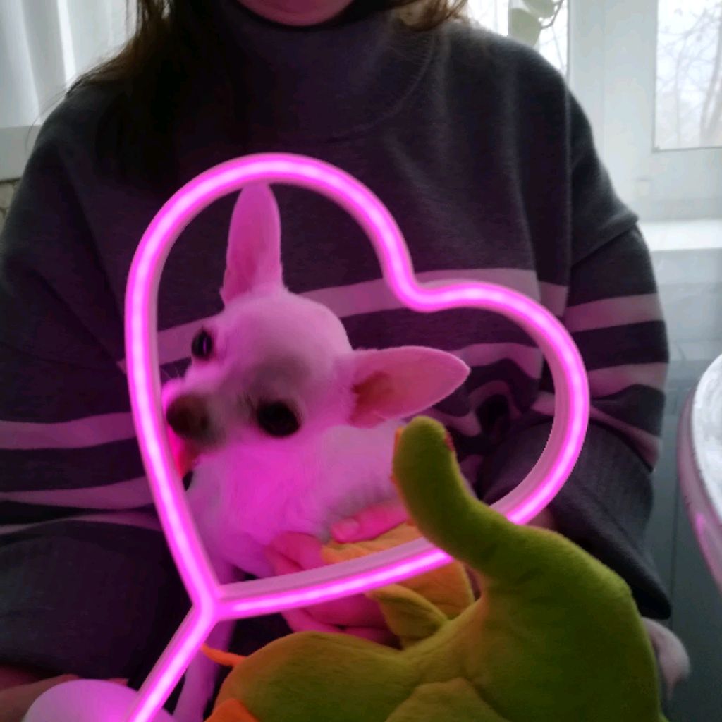 Иконка канала Лис в телеге