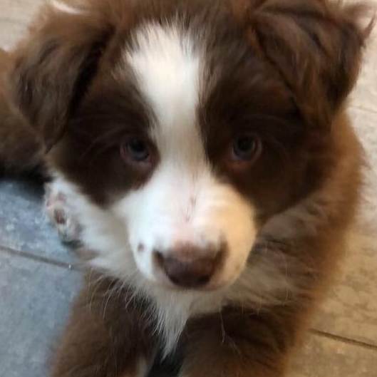 Иконка канала #—Джесса!!:3 🐶🐾