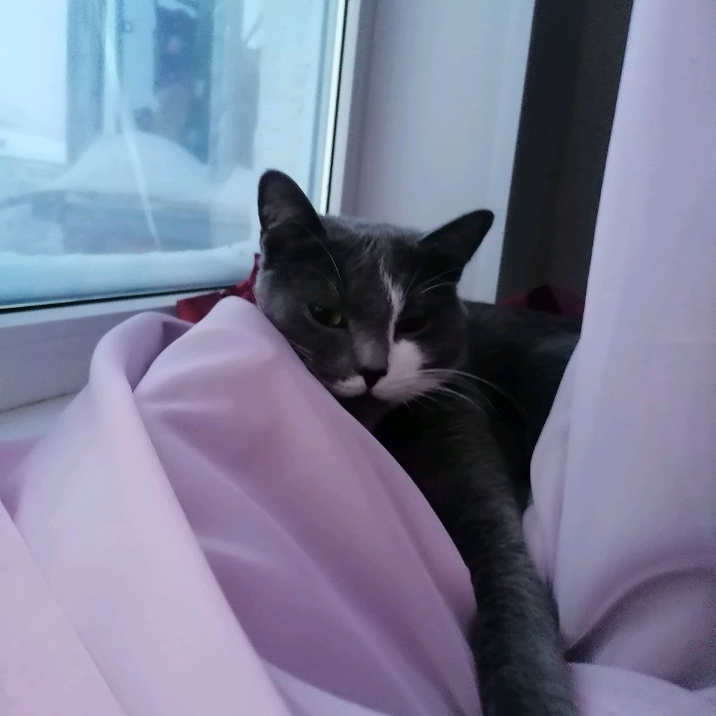 Аватар автора