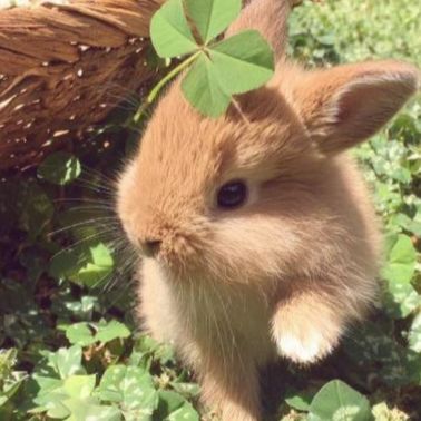 Иконка канала 🦎🤍 -Lorelei~ hom's