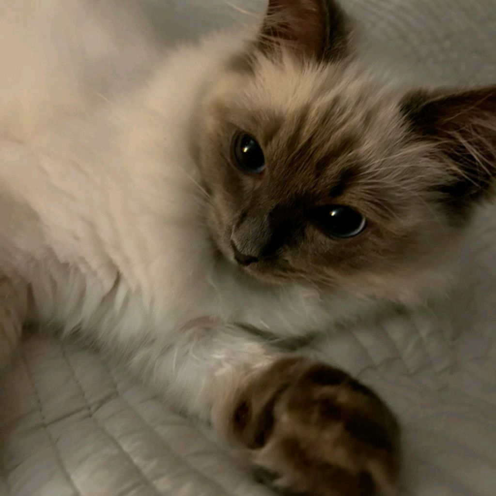 Аватар автора