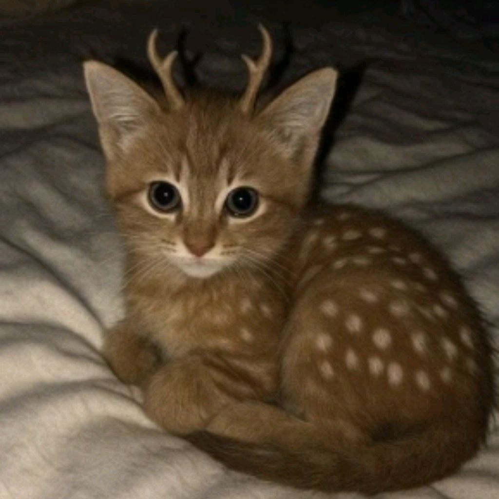 Иконка канала 🏵️🧡🏵️КЕТИ🏵️🧡🏵️