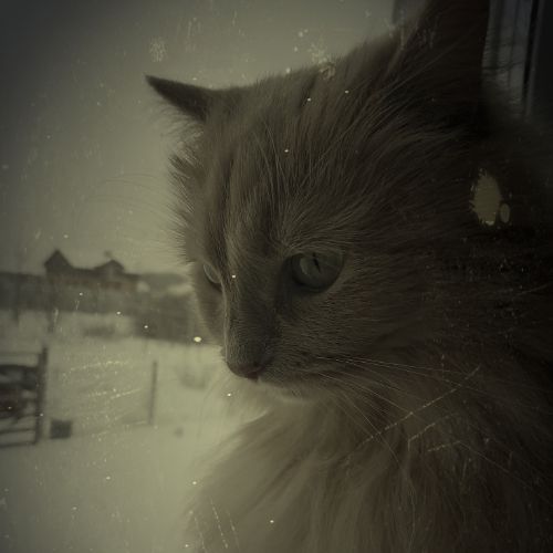 Иконка канала Кошка-Блошка