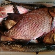 Иконка канала Учусь ловить 🐟