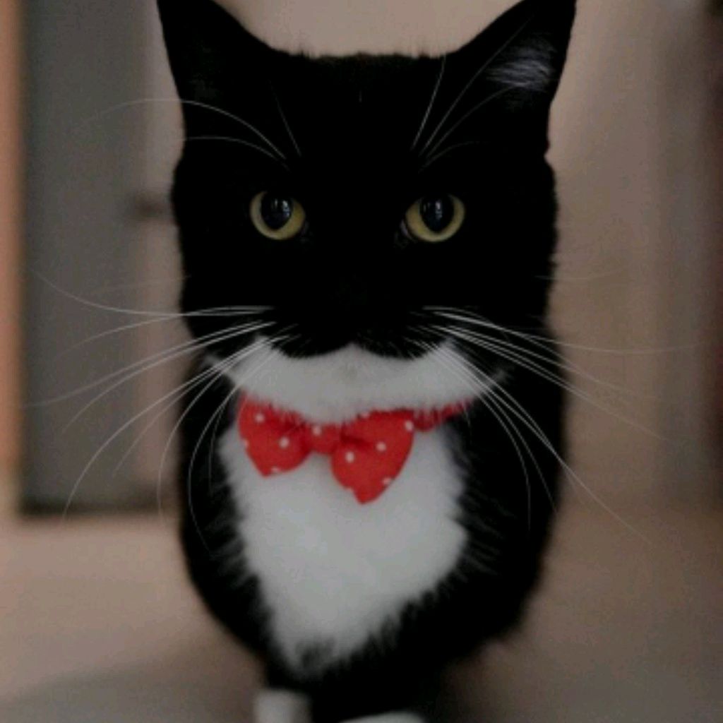 Иконка канала MaffiaRUT