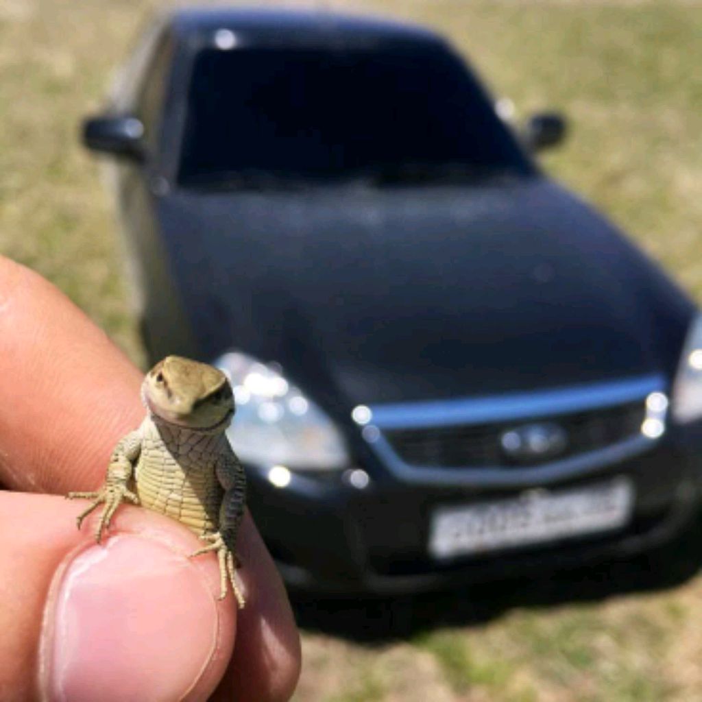 Иконка канала 🌿🥀Местный_Добряк🥀🌿