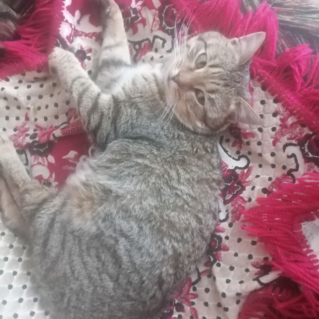 Аватар автора