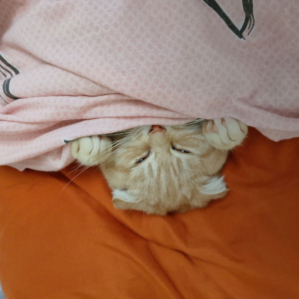 Иконка канала Самира 😼